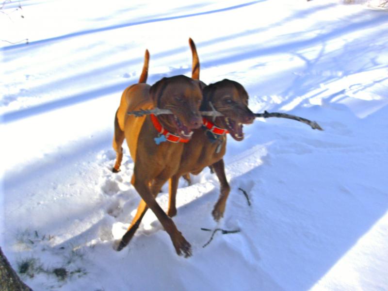Atty and Harvey on a stick