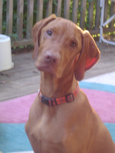 Pip at 6 mos