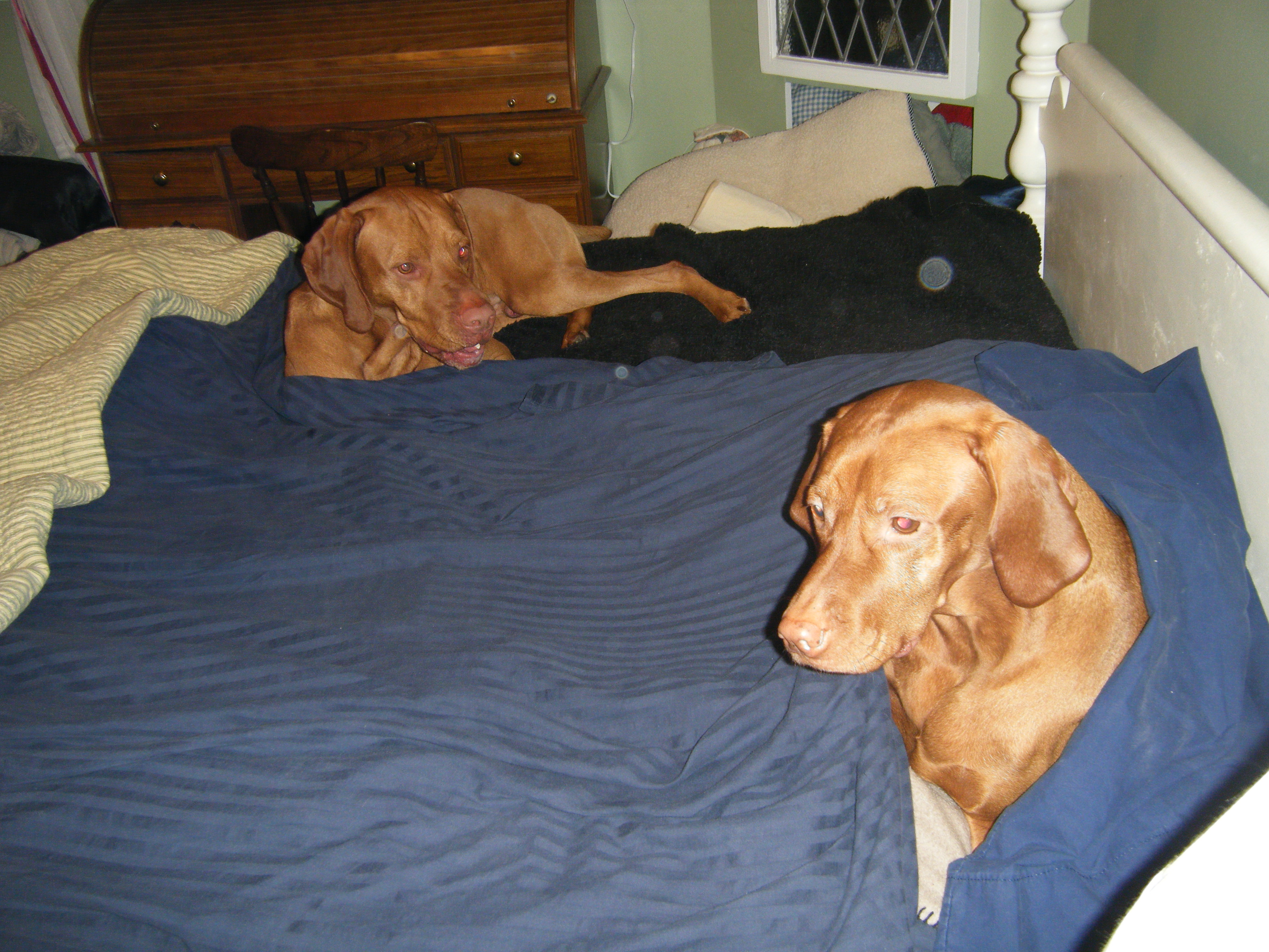 Brandy and Duncan hanging in bed